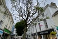 Town tree must be axed but will 'create pop-up meeting space'  


