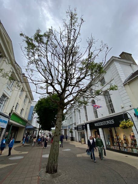 The imminent loss of a diseased tree in the heart of Newton Abbot has delivered an opportunity to create a Ôstylish and practicalÕ spot where shoppers can meet to enjoy coffee or check their phones. The mature but ailing alder in Courtenay Street has been shedding branches for some time and now safety specialists at County Hall have demanded that it be felled.
Picture: NATC (22-8-23)
