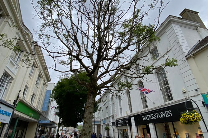 The imminent loss of a diseased tree in the heart of Newton Abbot has delivered an opportunity to create a Ôstylish and practicalÕ spot where shoppers can meet to enjoy coffee or check their phones. The mature but ailing alder in Courtenay Street has been shedding branches for some time and now safety specialists at County Hall have demanded that it be felled.Picture: NATC (22-8-23)