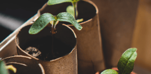 Deadline for free trees scheme