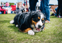 Dawlish Loves Dogs Show