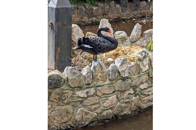 Dawlish's iconic population of swans are breeding again