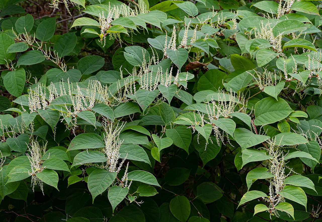 Concern at spread of Japanese knotweed