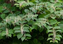 Concern at spread of Japanese knotweed in Newton Abbot