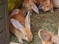 Shock as pet rabbits dumped on roadside 