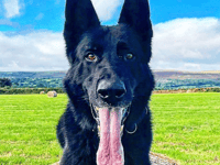 Can you give former service dog Ozzy a new home?