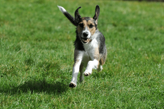 Hoping to run free in a new forever home -  Smudge takes to the exercise field