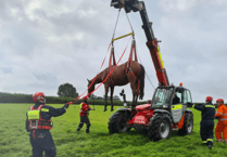 Is it a bird? Is it a plane? Not, it's fire crews rescuing a horse