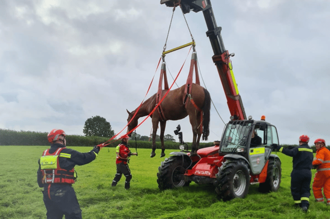 Buckfastleigh firefighters rescue horse trapped in ditch 