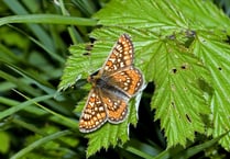 Devon Wildlife Trust surveys record number of rare butterflies