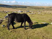 Ponies could be key to Dartmoor conservation