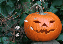 Don't dump pumpkins in Stover park plea