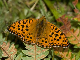 Project takes flight to save rare butterflies