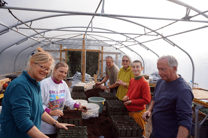Volunteers helping to propagate freshly harvested acorns.