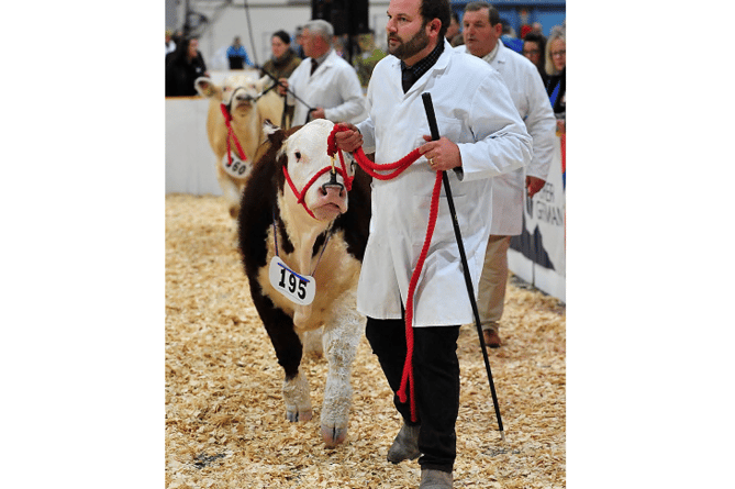 In the showring -  Ben Wood from Allwood Herefords based at Morleigh, near Totnes