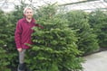 Plants Galore claims lowest Christmas Tree prices in the South West