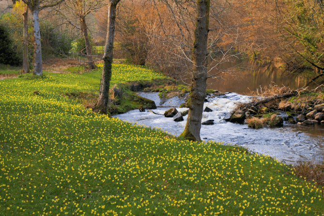 The river Teign, decorated with daffodils