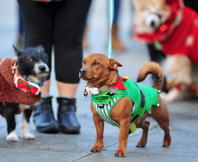Bark! The Herald Angels Sing... Newton's dog friendly carol service