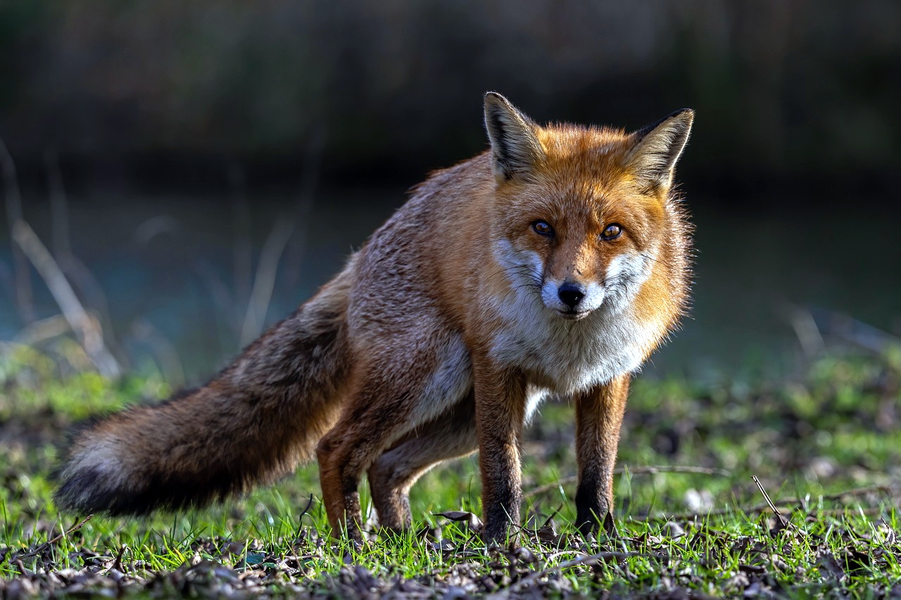Fox hunting rampant in the West Country despite ban