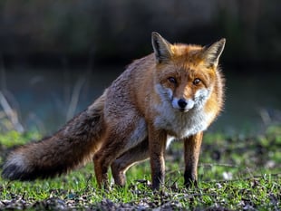 Fox hunting rampant in the West Country despite ban