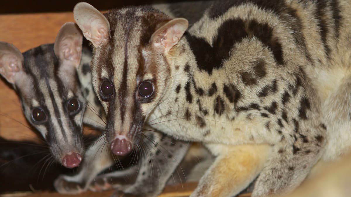 Shaldon Zoo heads up conservation efforts of mysterious animal