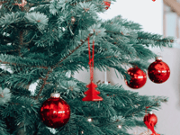 Young Farmers Club's Christmas tree collection and recycling service 