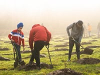 Still time to apply for free trees 
