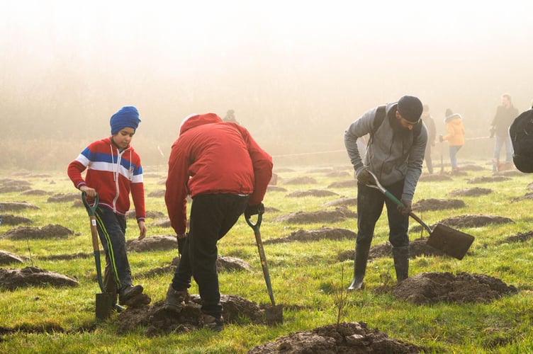 Apply for free trees today.