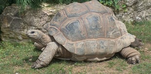Man sentenced after discovery of dead giant tortoises
