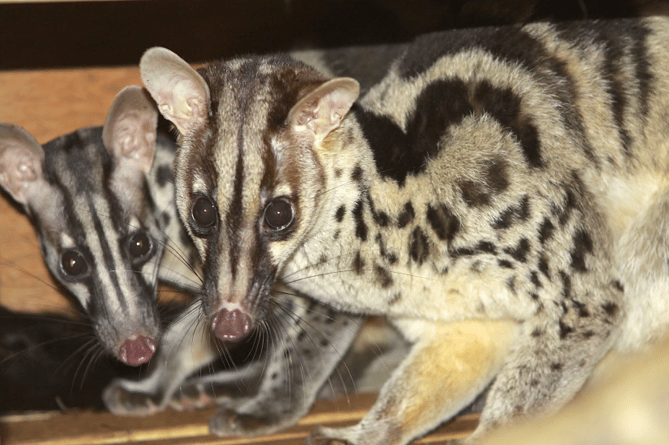 The curious animal that is Oston’s Civet