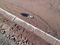 Worries over seal pup on beach 