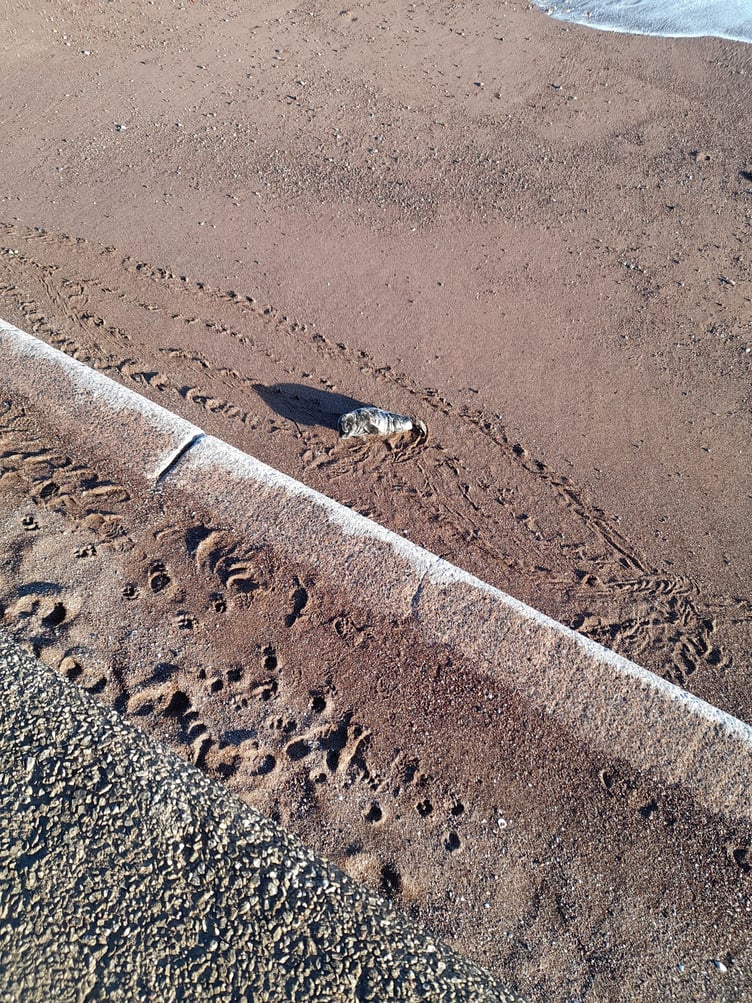 Seal pup rescued from Holcombe beach. Photo by Sarah Russon