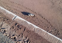 Worries over seal pup on beach 
