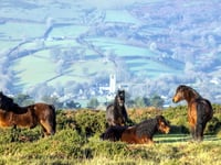 Trust unveils volunteer drive to preserve Dartmoor ponies