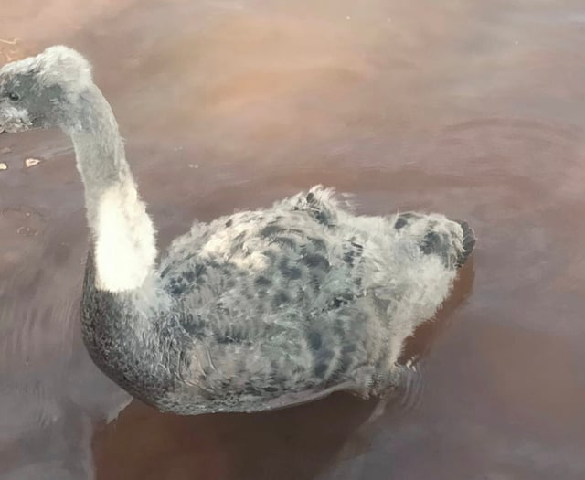Councillors stage cygnet rescue 