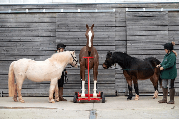 Ponies Wave (left) and Calvados meet their new stable chum Max