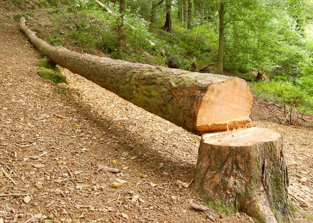 Illegal tree-feller fined thousands 