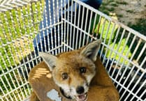 Litter’s lethal effect on wildlife highlighted in damning RSPCA report