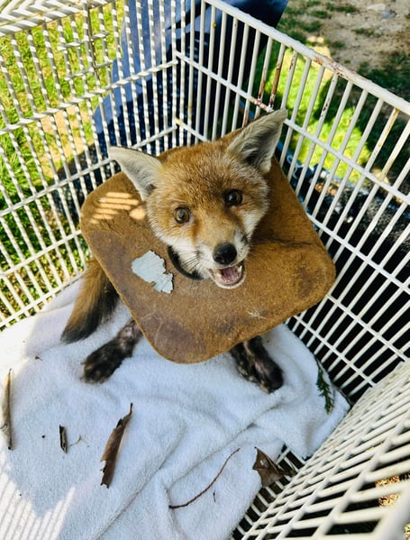 Fox cub with litter caught round his neck 
