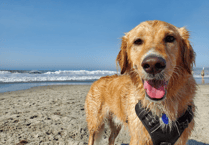 Dog ban on several Teignbridge beaches 