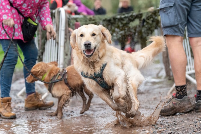 Dogs enjoying the Muddy Mutts event at Powderham. Photos: Lucy D Photography.
