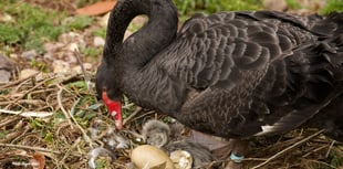 Quackingham Palace erected as shelter for new cygnets 