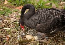 Warning to visitors over new swan eggs 