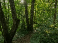 First tree and woodland strategy for Devon
