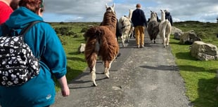 Llama walking business to close