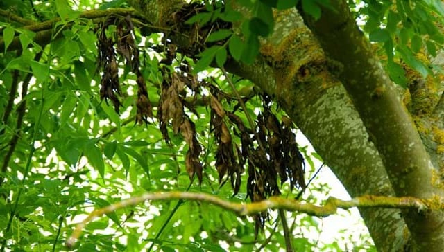 100 trees to be planted as Ash Dieback confirmed 