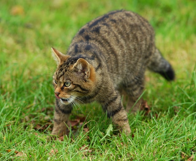 Is the wildcat set to make a comeback in Devon?