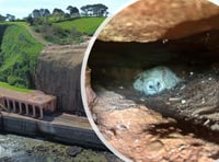 Owl found nesting in cliffs by rail worker 