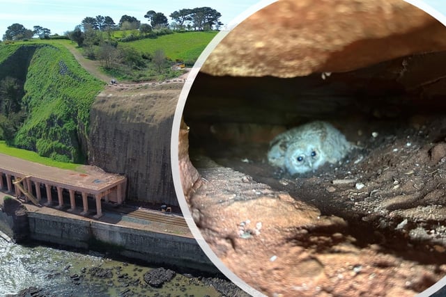 Owl found nesting in cliffs by rail worker 