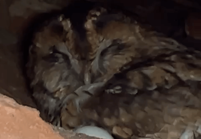 Nesting owl